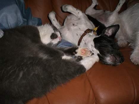 Jack russell terrier Bell - øhh slapper hun af eller hvad.? billede 9