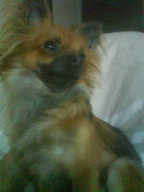 Chihuahua Lady billede 1