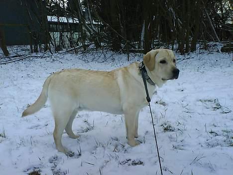 Labrador retriever Zanga - Zanga ude i sneen. billede 11