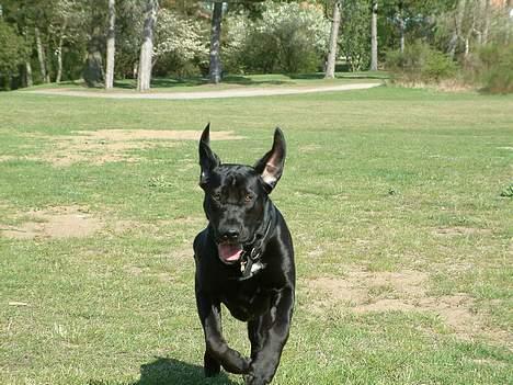 Blanding af racer Becca - Bacca med flyveøre og i fuld galop billede 8
