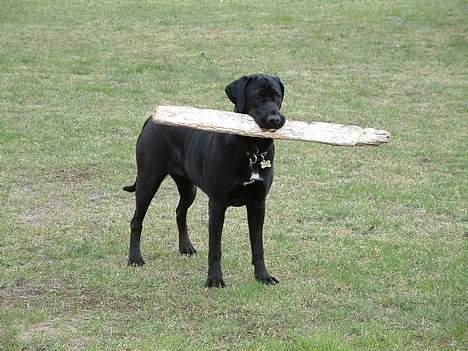 Blanding af racer Becca - Skal jeg hjælpe med at hente brænde? billede 9