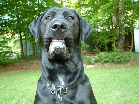 Blanding af racer Becca - Ja, bliv bare bange, jeg kan godt se rigitg farlig ud! billede 10