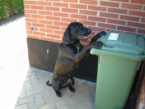 Blanding af racer Becca - Jeg ved godt reklamerne skal heri! billede 11