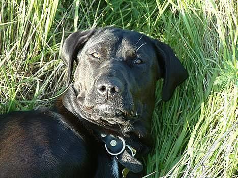 Blanding af racer Becca - Fornærmet over at blive forstyrret af fotografen billede 12