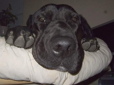 Blanding af racer Becca - Close up! billede 14