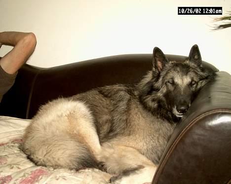 Tervueren Banzai - Mr. Puttegøj billede 8