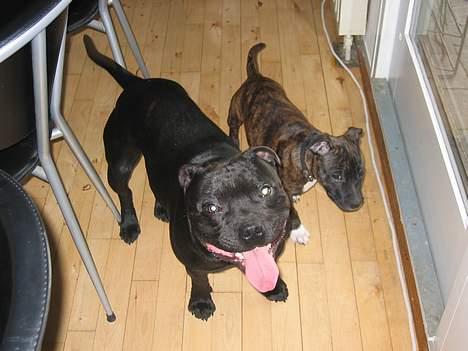 Staffordshire bull terrier Balder billede 1
