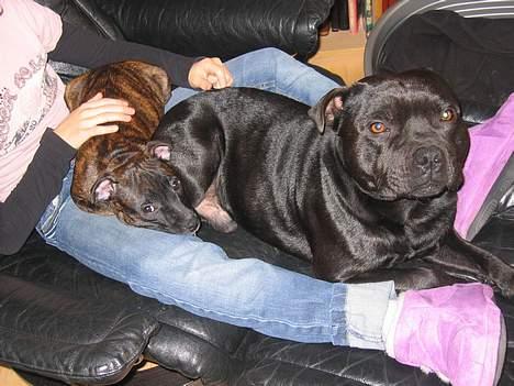 Staffordshire bull terrier Balder billede 2