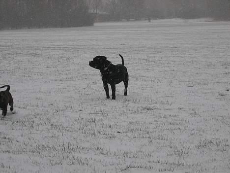 Staffordshire bull terrier Balder billede 3