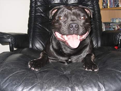 Staffordshire bull terrier Balder billede 4