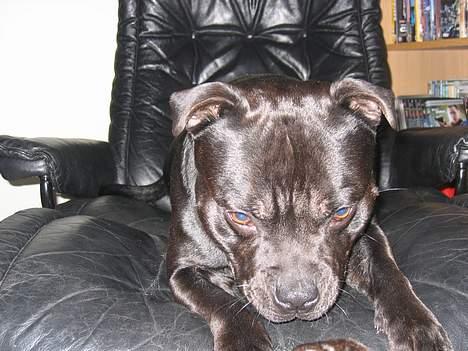 Staffordshire bull terrier Balder billede 5