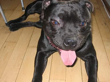 Staffordshire bull terrier Balder billede 6