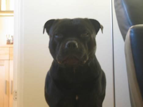 Staffordshire bull terrier Balder billede 7