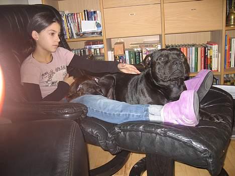 Staffordshire bull terrier Balder billede 8