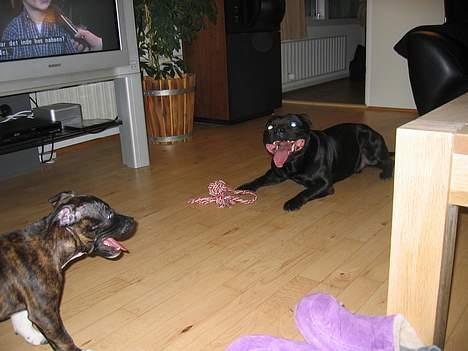 Staffordshire bull terrier Balder billede 9