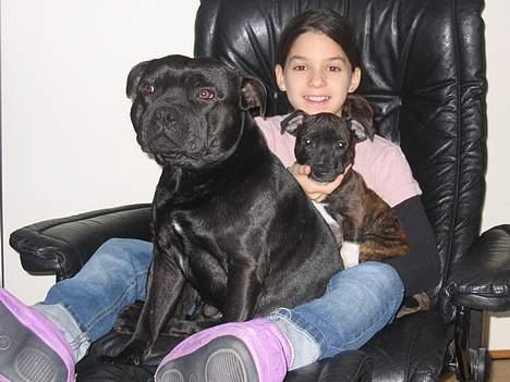 Staffordshire bull terrier Balder billede 10