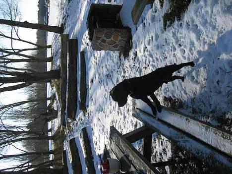 Staffordshire bull terrier Balder billede 11