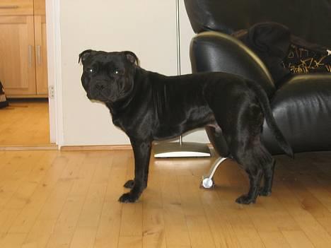 Staffordshire bull terrier Balder billede 12