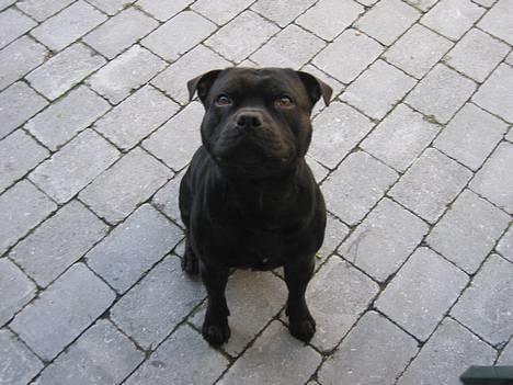 Staffordshire bull terrier Balder billede 13