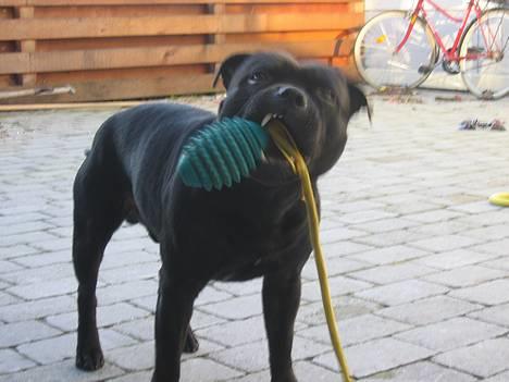 Staffordshire bull terrier Balder billede 14