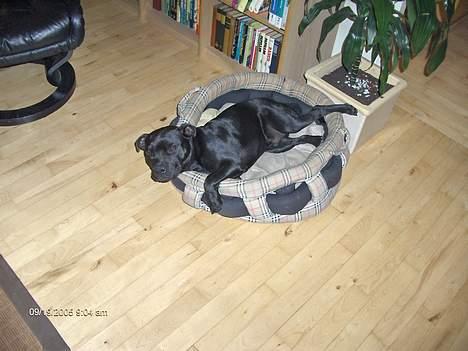 Staffordshire bull terrier Balder billede 15