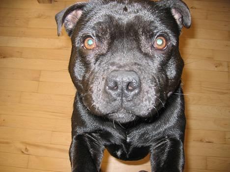 Staffordshire bull terrier Balder billede 16