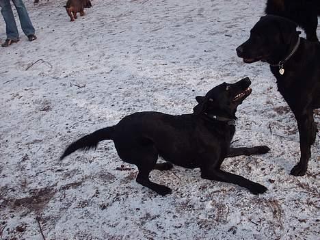 Labrador retriever Cora billede 20