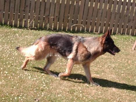 Schæferhund Freja  billede 10