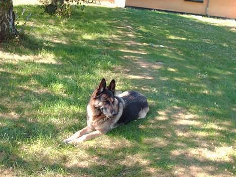 Schæferhund Freja  billede 11