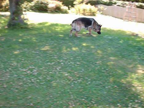 Schæferhund Freja  billede 12