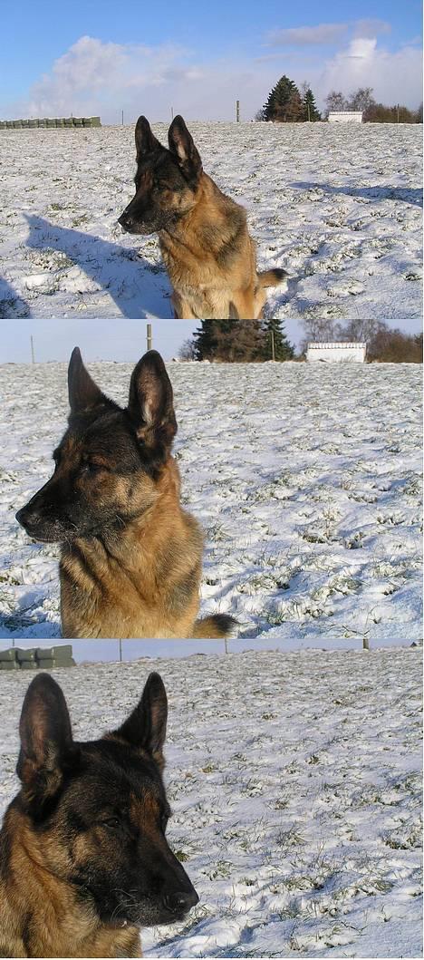 Schæferhund Freja  billede 13