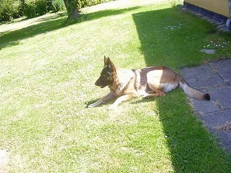 Schæferhund Freja  billede 14