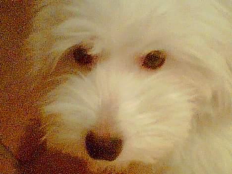 Coton de tulear Maggie billede 10