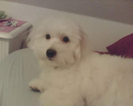 Coton de tulear Maggie billede 11