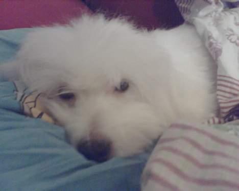 Coton de tulear Maggie billede 12