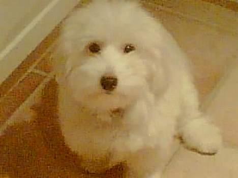 Coton de tulear Maggie billede 13