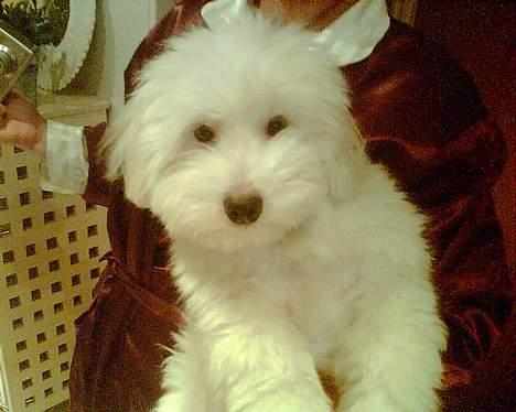 Coton de tulear Maggie billede 14