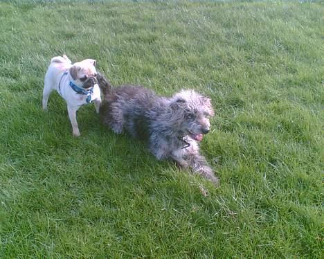 Mops Elmo - Elmo og Louie venter på, at pinden bliver kastet... billede 16