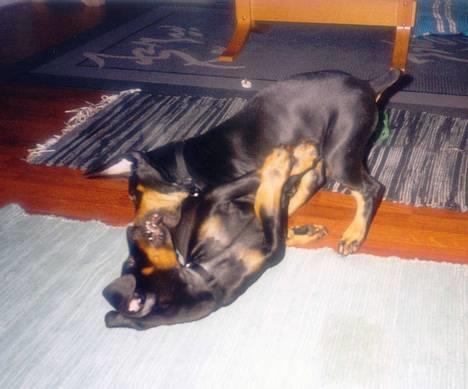 Dobermann Zeus - Så er der dømt hvalpe kamp - zeus er på toppen billede 8