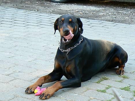 Dobermann Zeus billede 9