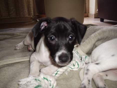 Dansk svensk gaardhund Cassie billede 9