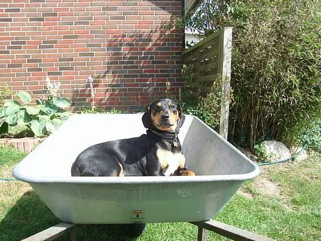 Blanding af racer Bølle - jeg er med mor i haven billede 1