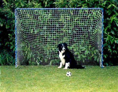 Border collie Marco  R.I.P. - Marco elsker sit fodboldmål. billede 2