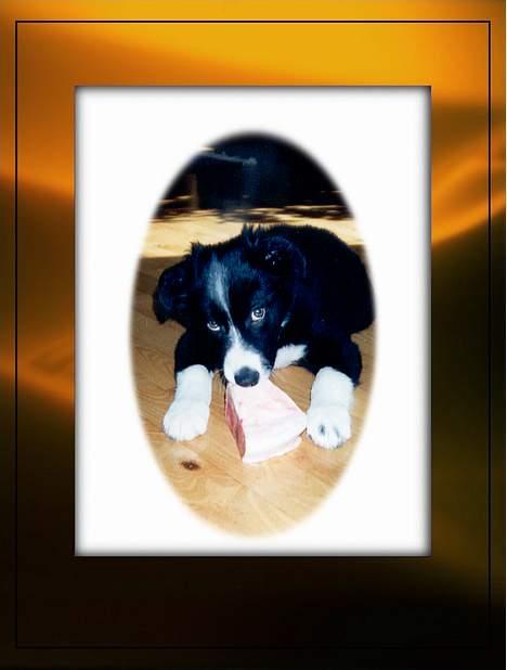 Border collie Marco  R.I.P. - Så lille og sød var han engang. billede 3