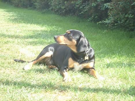 Blanding af racer Bølle - her ligge jeg  billede 2