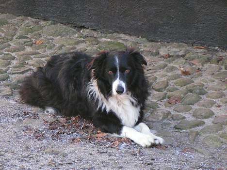 Border collie Marco  R.I.P. - Marco i gårdspladsen. billede 4