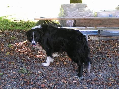 Border collie Marco  R.I.P. - Marco 9 år. billede 5