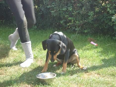 Blanding af racer Bølle - Hov, denne skål skal altid værre fyldt! billede 3