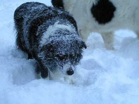 Border collie Marco  R.I.P. - Marco elsker sne. billede 6