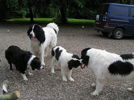 Border collie Marco  R.I.P. - Sammen med alle vores hunde. billede 7
